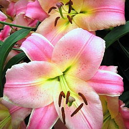 Лилия ОТ-гибрид Бейвотч