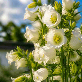 Колокольчик средний Campana Deep White