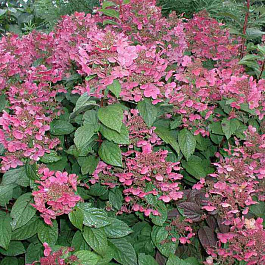 Гортензия метельчатая Эрли Сенсейшн