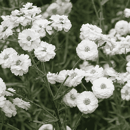 Тысячелистник птармика Ballerina