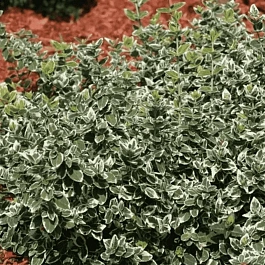 Бересклет Форчуна Emerald Gaiety