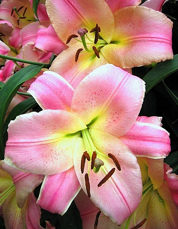 Лилия ОТ-гибрид Бейвотч