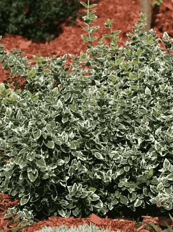 Бересклет Форчуна Emerald Gaiety