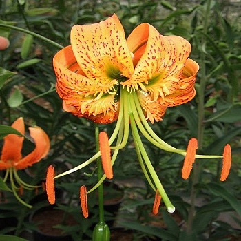 Лилия видовая Генри Лилия видовая Генри