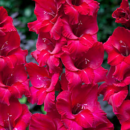 Гладиолус крупноцветковый Фест Блад