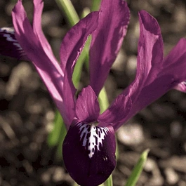Ирис сетчатый Purple Gem