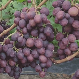 Виноград культурный Али-Баба