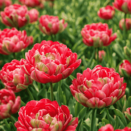 Тюльпан Renown