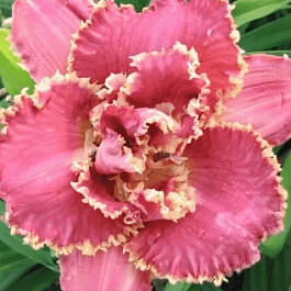 Лилейник Venetian Fringe