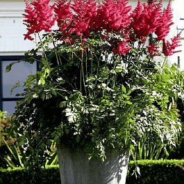 Астильба гибридная Mighty Red Queen