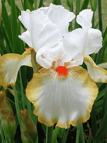 Ирис германский Halloween Halo