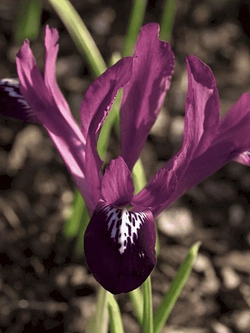 Ирис сетчатый Purple Gem
