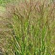 Просо прутьевидное Squaw