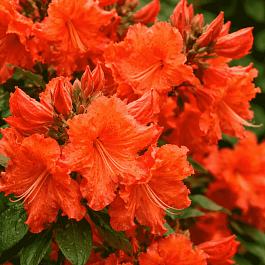 Азалия гибридная  Bakkarat