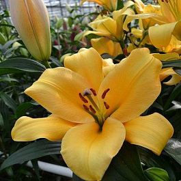 Лилия ОТ-гибрид Террасол