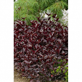 Альтернантера Парпл Найт