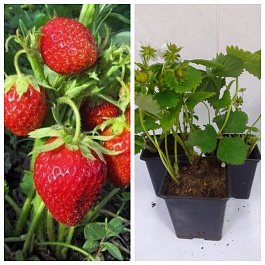 Земляника садовая Черри Берри НАБОР 3ШТ