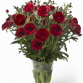 Лютик гибридный Баттерфляй Аид