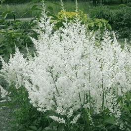 Астильба Арендса Snowdrift