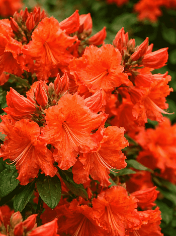 Азалия гибридная  Bakkarat