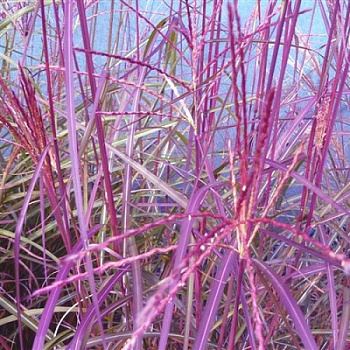 Мискантус китайский Пепл Фол