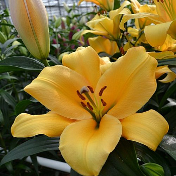 Лилия ОТ-гибрид Террасол