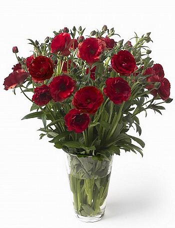 Лютик гибридный Баттерфляй Аид