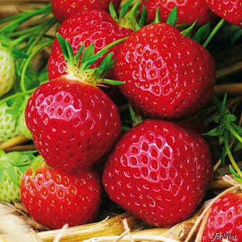 Земляника садовая Полка