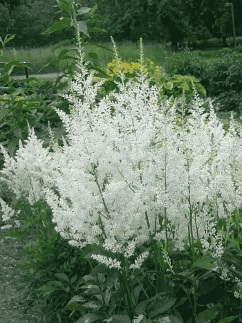 Астильба Арендса Snowdrift