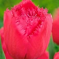 Тюльпан Burgundy Lace
