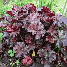 Гейхера Prince