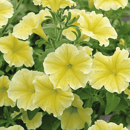 Петуния (сурфиния) Fanfare Deep Yellow