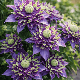 Клематис гибридный Taiga