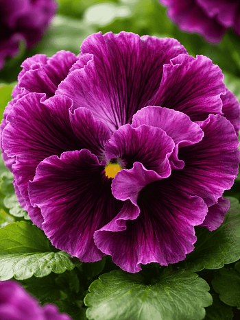 Виола RUFFLES Wine