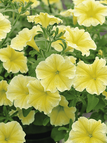 Петуния (сурфиния) Fanfare Deep Yellow