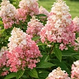Гортензия метельчатая  Pink and Rose