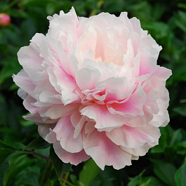 Пион травянистый Монинг Кисс