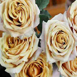 Роза чайно-гибридная Golden Mustard