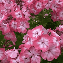 Флокс метельчатый Матрешка