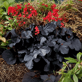 Гейхера Kira black Forest