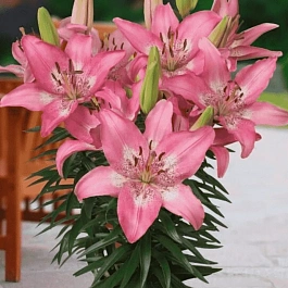 Лилия Trendy Nicosia