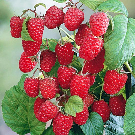 Малина ремонтантная Королевский Пингвин