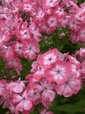 Флокс метельчатый Матрешка