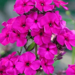 Флокс метельчатый Raving Beauty