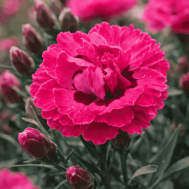 Гвоздика Early Love