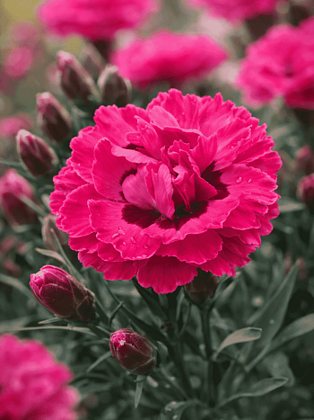 Гвоздика Early Love