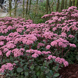 Седум видный Матрона
