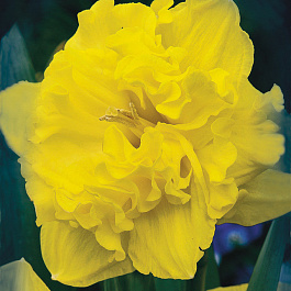 Нарцисс с расщеплённой коронкой Флайер