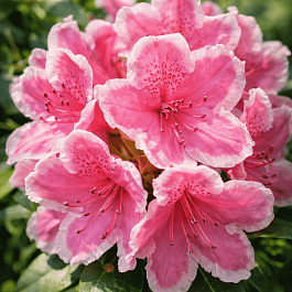 Рододендрон гибридный Janet Ward