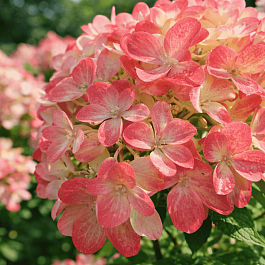 Гортензия метельчатая  Graffiti